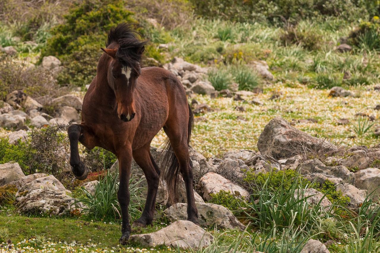 Albergo Diffuso Il Mandorlo Baressa Kültér fotó